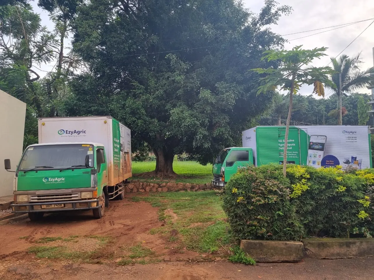 Two EzyAgric delivery trucks, one branded "All Genuine Agro-inputs Delivered", parked under a large tree