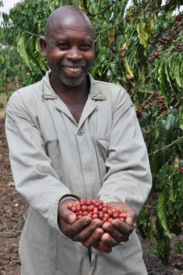 A coffee farmer smiling and holding out a handful of ripe red coffee cherries