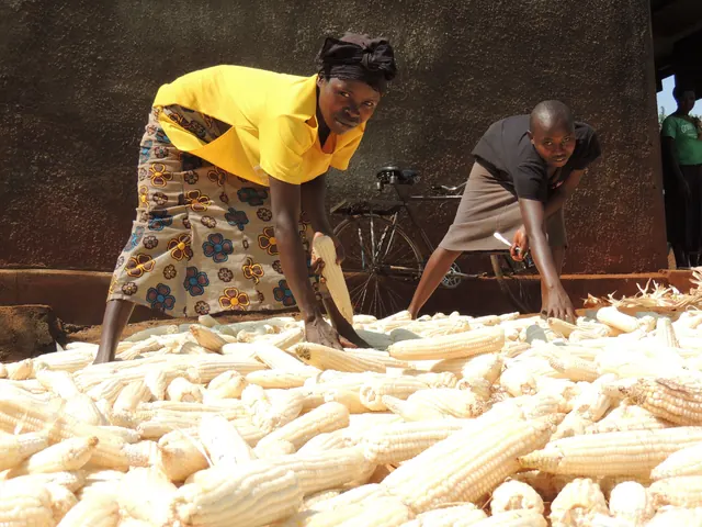 A woman farmer sorts a large pile of harvested maize cobs