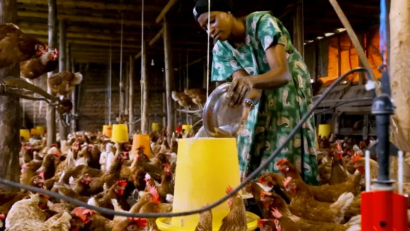 A woman pours feed into a hanging feeder among hundreds of brown layers
