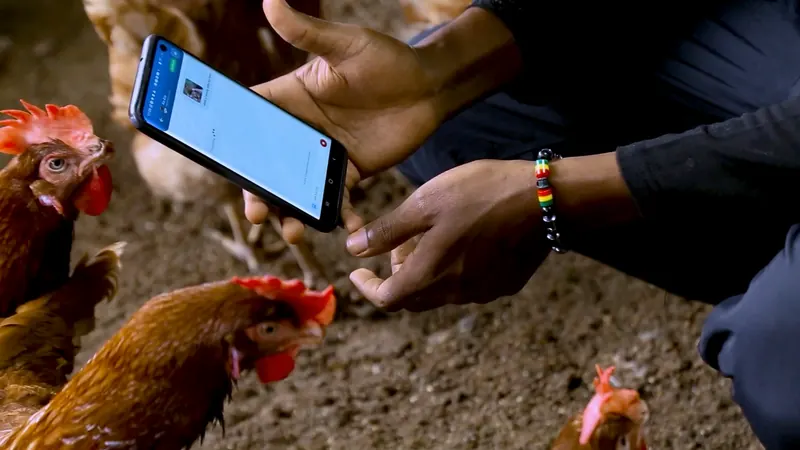 A phone held among the birds shows Ka-Ezy checking a photo of a hen