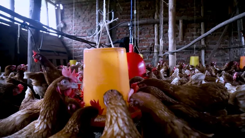 Brown layers crowd round an orange feeder in the poultry house