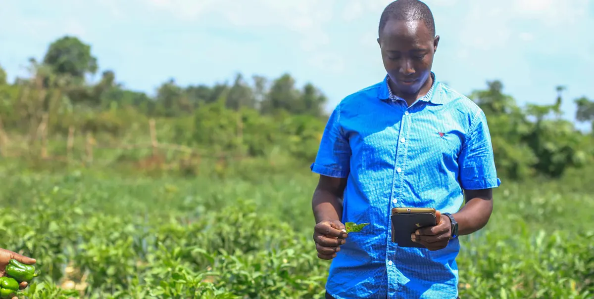 A man checks his phone in a pepper garden, a leaf in his other hand