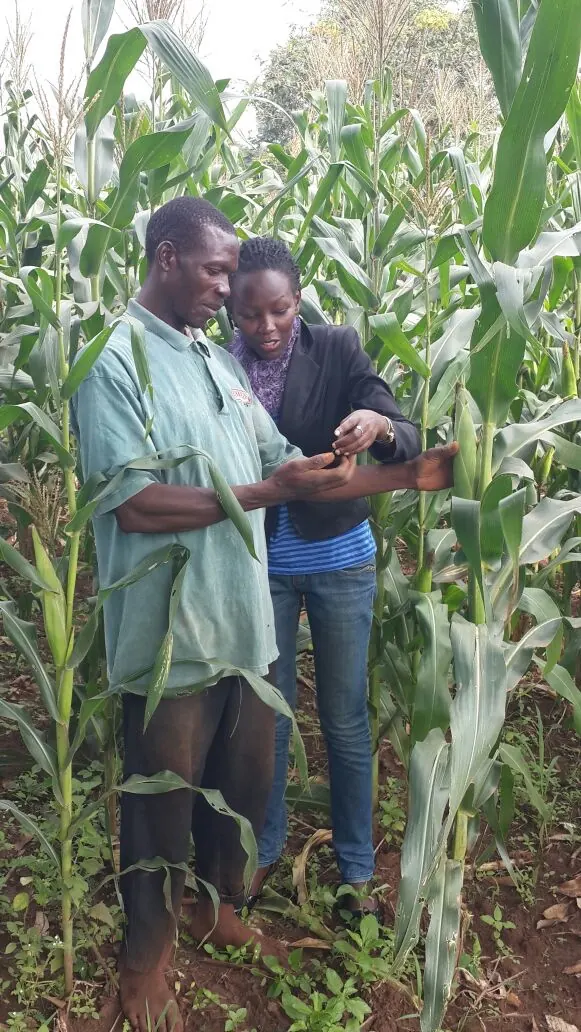 A village agent shows an EzyAgric team member something he has picked off a maize plant, in a tall maize garden